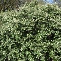 Osmanthus x burkwoodii
